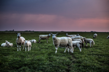 Sheep On Grass Sheep On Grass