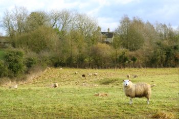 Sheep on Grass Field Sheep on Grass Field