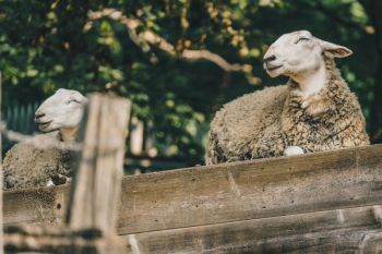 Sheep Resting Sheep Resting