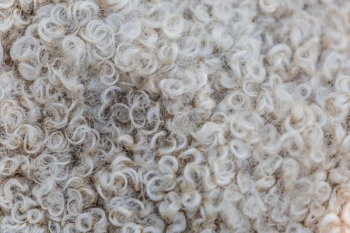 Sheep's Wool Texture Sheep's Wool Texture