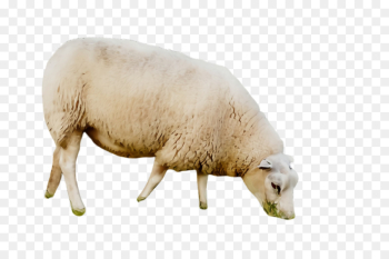 sheep sheep livestock snout cow-goat family sheep sheep livestock snout cow-goat family
