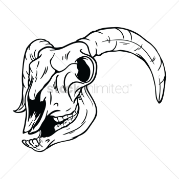 Sheep skull Sheep skull