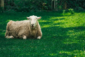 Sheep Talking Sheep Talking
