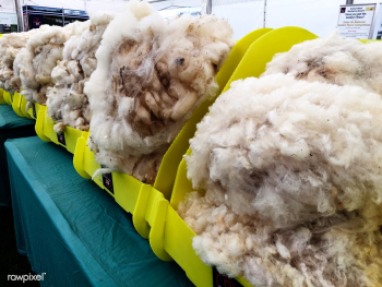Sheep textile wool | Free stock photo - 327795 Sheep textile wool | Free stock photo - 327795