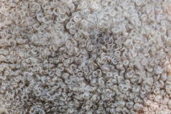 Sheep Wool Texture Sheep Wool Texture