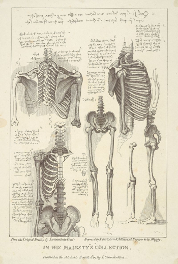 Sheet of Anatomical Studies of Postcranial | Free Photo - rawpixel Sheet of Anatomical Studies of Postcranial | Free Photo - rawpixel