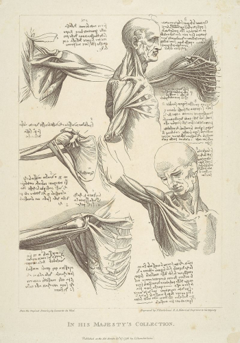 Sheet of Anatomical Studies of the Shoulder | Free Photo - rawpixel Sheet of Anatomical Studies of the Shoulder | Free Photo - rawpixel