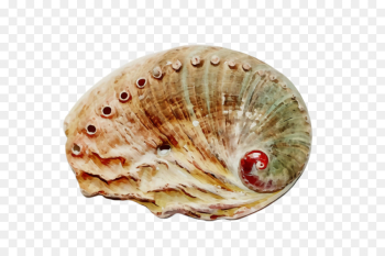 shell bivalve cockle scallop conch shell bivalve cockle scallop conch