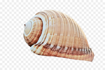 shell conch conch cockle bivalve shell conch conch cockle bivalve