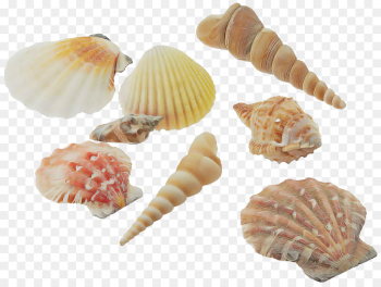 shell conchiglie bivalve conch food shell conchiglie bivalve conch food