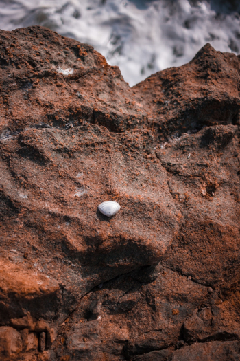 Shell on Boulder Shell on Boulder