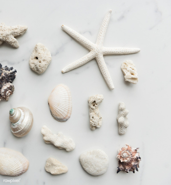 Shell seashell marble | Free stock photo - 67608 Shell seashell marble | Free stock photo - 67608
