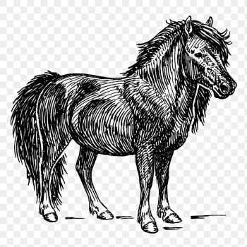 Shetland pony png, animal clipart, | Free PNG Illustration - rawpixel