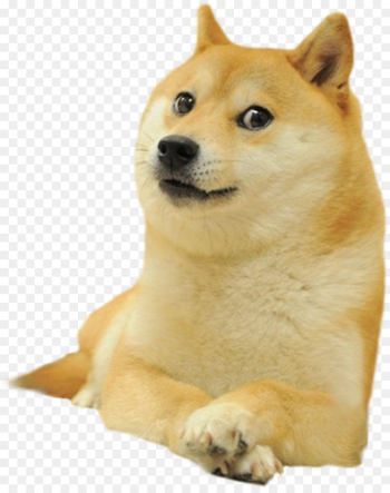 Shiba Inu Dogecoin Doge Run Image - doge.png png download - 3294 ...