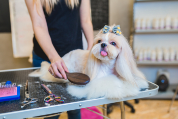 Shih Tzu at grooming salon. Shih Tzu at grooming salon.
