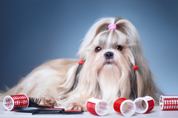 Shih tzu dog with red curlers grooming on blue background.