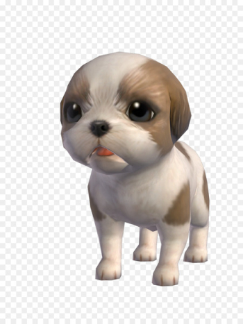 Shih Tzu Puppy Dog breed Companion dog Toy dog - puppy Shih Tzu Puppy Dog breed Companion dog Toy dog - puppy