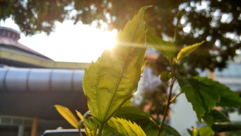 shinning light with green leaf sprout shinning light with green leaf sprout