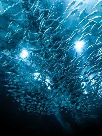 Shoal of Fish Shoal of Fish