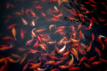 shoal of koi fish shoal of koi fish