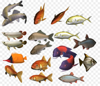 Shoaling and schooling Fish Clip art - fish Shoaling and schooling Fish Clip art - fish