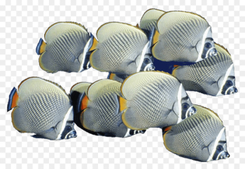 Shoaling and schooling Portable Network Graphics Goldfish Clip art Image - fish 