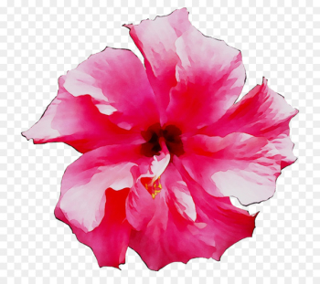 Shoeblackplant Mallows Petal Roselle Flower - Shoeblackplant Mallows Petal Roselle Flower -