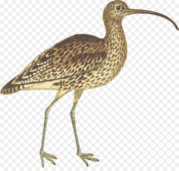 Shorebirds Eurasian curlew Long-billed curlew Wader - bird Shorebirds Eurasian curlew Long-billed curlew Wader - bird