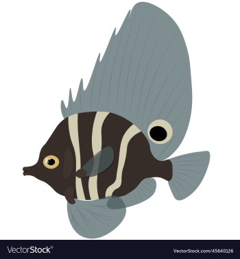 short boarfish tropical exotic fish short boarfish tropical exotic fish