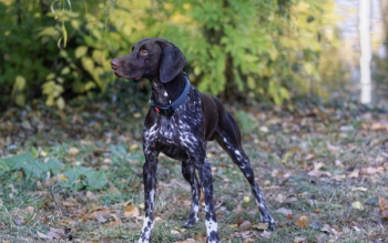 Short-coat Black and White Dog Standing on Green Grass Short-coat Black and White Dog Standing on Green Grass