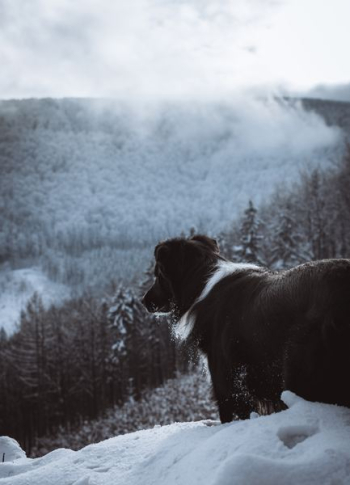 short-coated black and white dog short-coated black and white dog