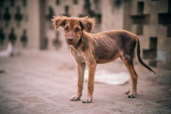Short-coated Brown Puppy Short-coated Brown Puppy