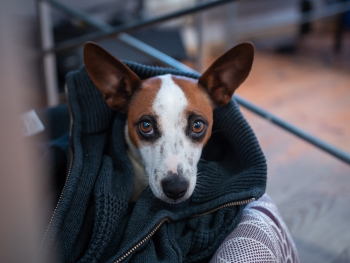 Short Coated Dog Covered With Jacket Short Coated Dog Covered With Jacket