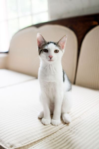 short-coated white and black cat short-coated white and black cat
