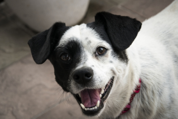 Short-coated White and Black Dog Short-coated White and Black Dog