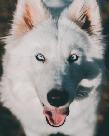 short-coated white dog closeup photography short-coated white dog closeup photography
