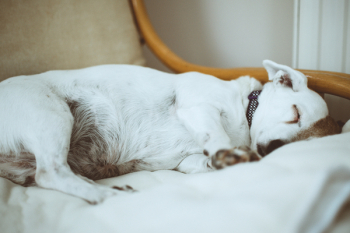Short-coated White Dog on Fabric Sofa Short-coated White Dog on Fabric Sofa