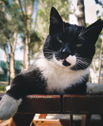Short-fur Black and White Cat Short-fur Black and White Cat