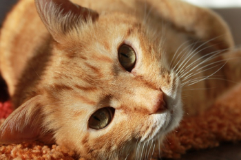 Short-fur Brown Tabby Cat Short-fur Brown Tabby Cat