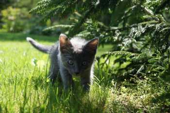 Short-fur Short Kitten Short-fur Short Kitten