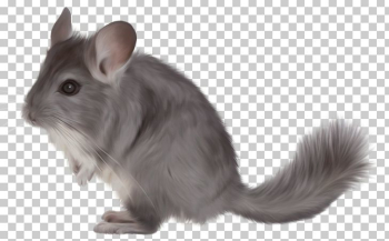 Short-tailed Chinchilla PNG, Clipart, Animal, Animals, Chinchilla ...