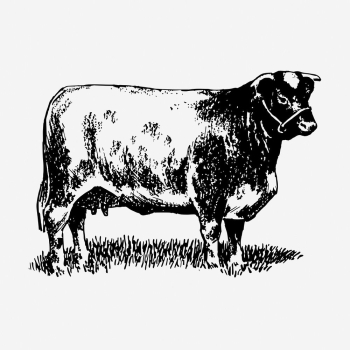 Shorthorn cow drawing, vintage animal | Free Photo - rawpixel Shorthorn cow drawing, vintage animal | Free Photo - rawpixel