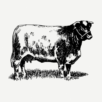 Shorthorn cow drawing, vintage animal | Free PSD - rawpixel Shorthorn cow drawing, vintage animal | Free PSD - rawpixel