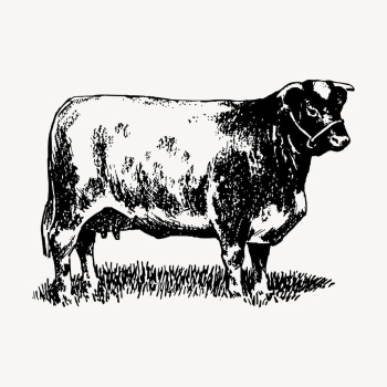 Shorthorn cow drawing, vintage animal | Free Vector - rawpixel Shorthorn cow drawing, vintage animal | Free Vector - rawpixel
