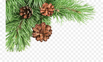 shortleaf black spruce sugar pine columbian spruce white pine red pine shortleaf black spruce sugar pine columbian spruce white pine red pine