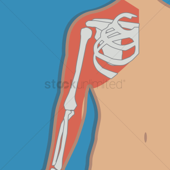 Shoulder joint anatomy bones Shoulder joint anatomy bones