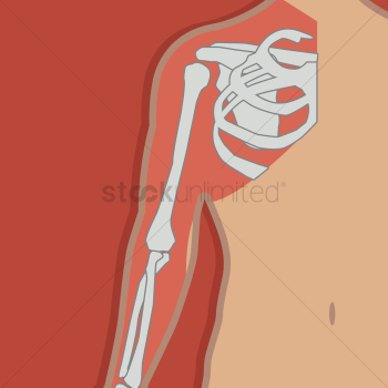 Shoulder joint anatomy bones Shoulder joint anatomy bones