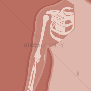 Shoulder joint anatomy bones Shoulder joint anatomy bones