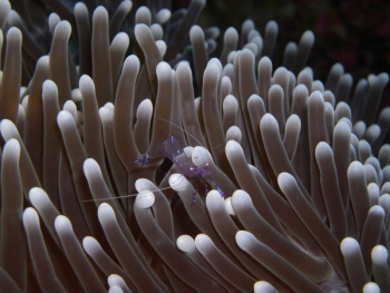 Shrimp on Sea Anemone Shrimp on Sea Anemone