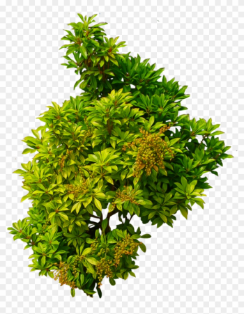 Shrub 01 Png - Shrub Top View Png Shrub 01 Png - Shrub Top View Png